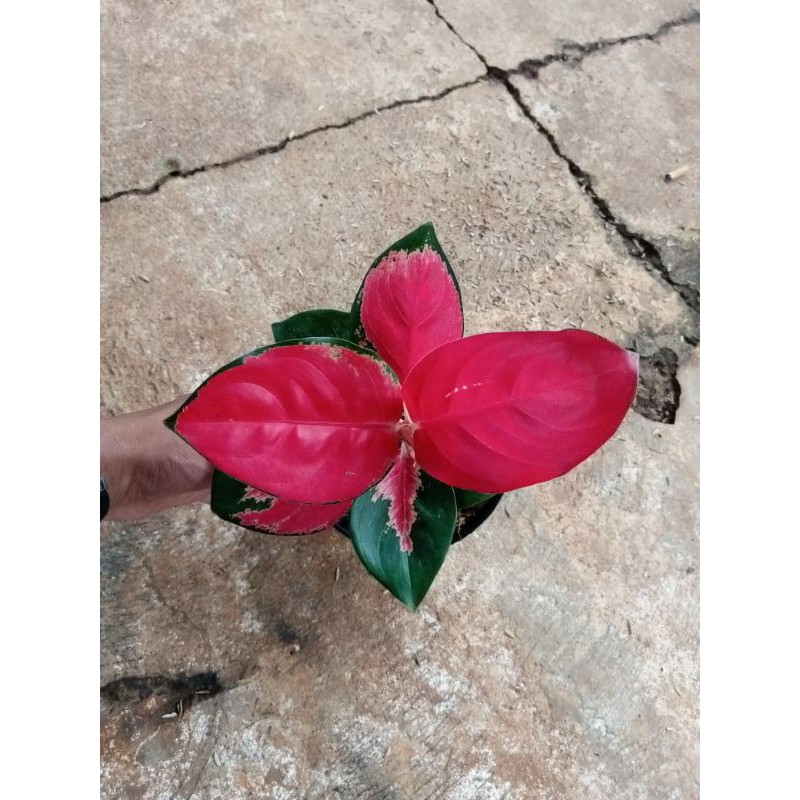 AGLONEMA SUKSOM LILIN