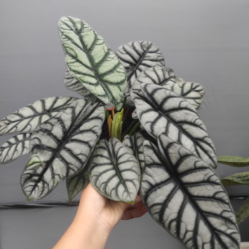 Alocasia dragon silver daun 2 3 4 bukan bongol tanaman rawatan [PROMO]