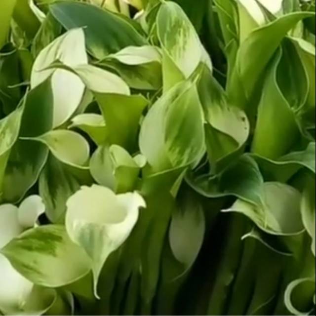Bunga potong calla lily hijau