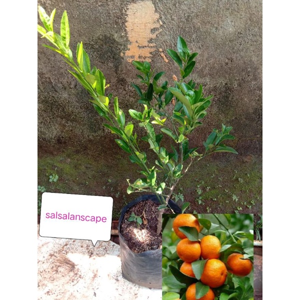 Tanaman Jeruk Santang Madu Pohon Jeruk Santang Madu