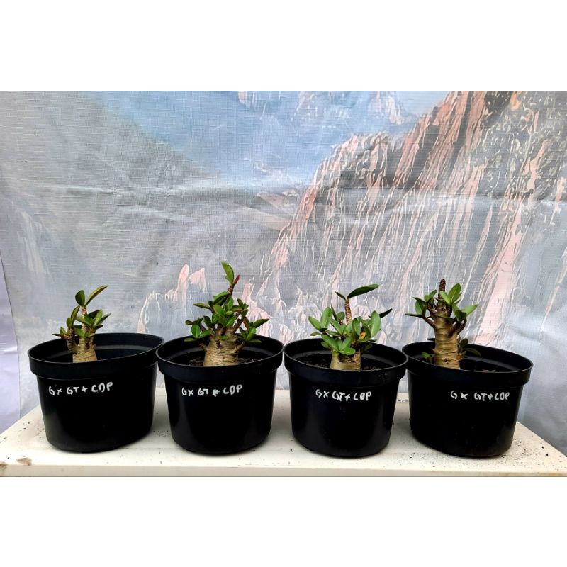 Paket Promo 4 pohon Adenium Nomsod DD, Big Fat, Black MKMK, Godji x BFNK, OJ x WSB