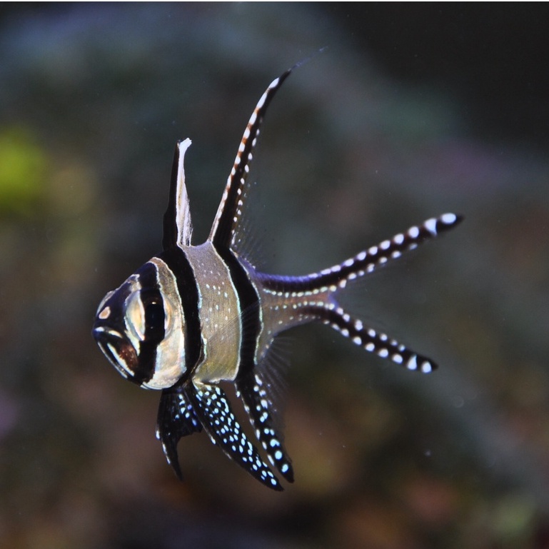 Ikan Hias Laut Capungan Ambon