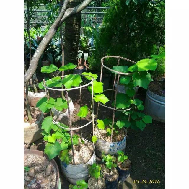 Jual Bibit anggur- tanaman merambat bisa untuk penghias bergola