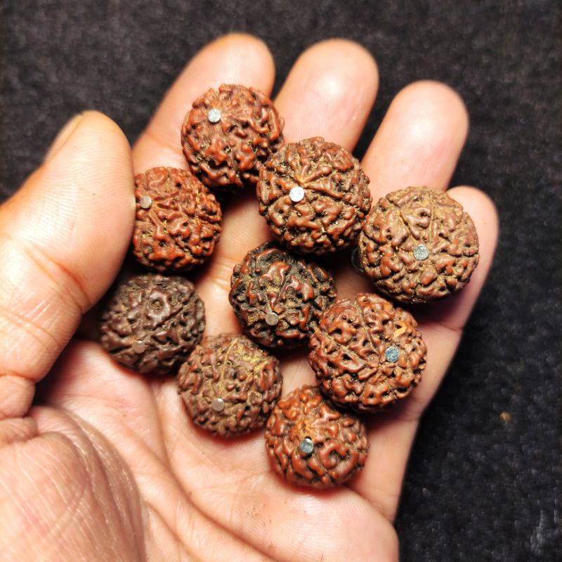 liontin rudraksha mukhi 8 size 18_22 mm