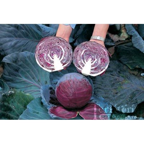 Benih-Bibit Kubis/Kol Ungu Mammoth Red Rock (Haira Seed)