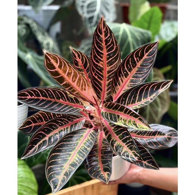 Aglonema Red Sumatra Baby - Tanaman hias Aglonema Red Sumatra