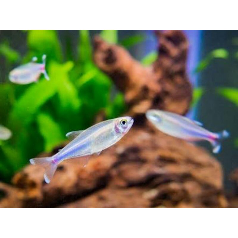 blue king tetra