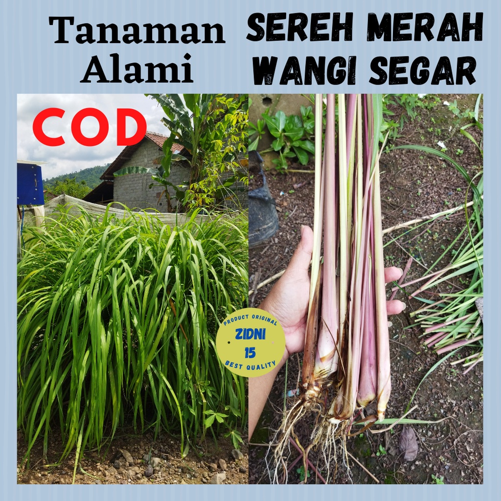 

250g SEREH MERAH HERBAL SEREH WANGI BAHAN JAMU TRADISIONAL MINUMAN HERBAL