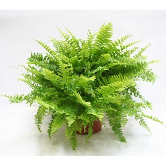 Tanaman Hias Daun Pakis Boston (Boston Fern)