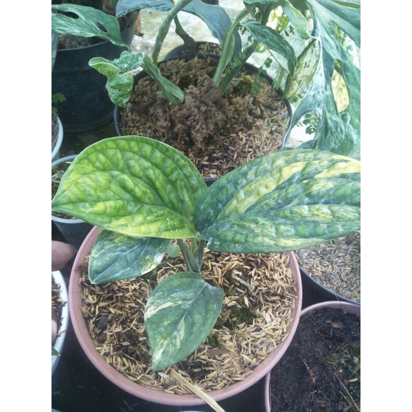 Tanaman hias monstera karstenianum/sirih badak variegata