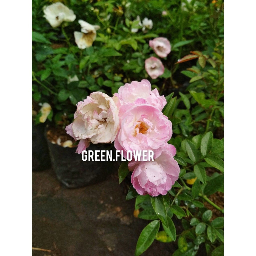 Tanaman Bunga Mawar Rambat / Climbing Rose