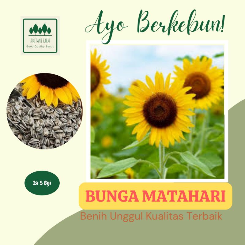 5 Biji | Benih Bunga Matahari | Biji Bunga Matahari Repack