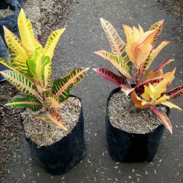 Bibit Tanaman Hias Puring Pink Meiridian