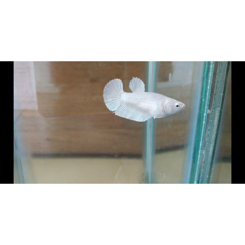 Cupang betta White platinum female full telur siap breed