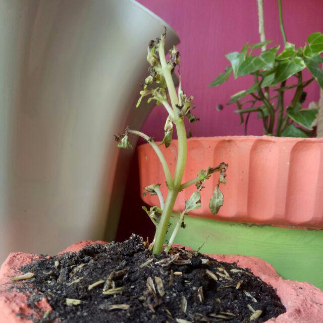 No 31 Tanaman Hias Miana/coleus/iler/jawe Kotok