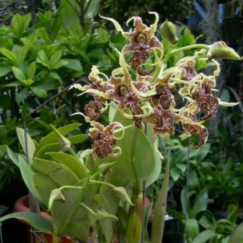 Dendrobium Spectabile