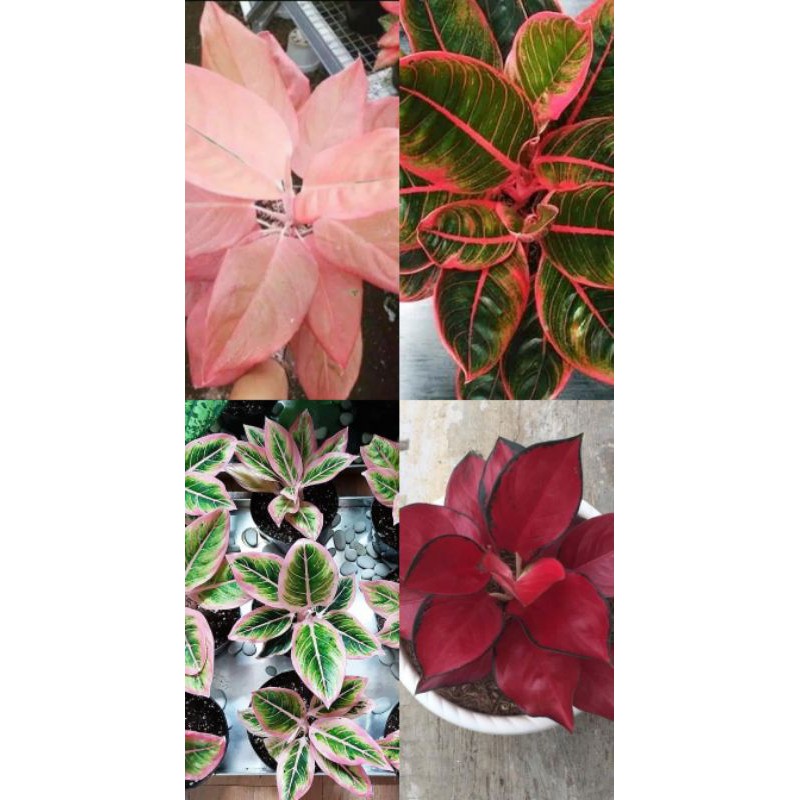 Paket 4 Bonggol Aglonema Nezkia - Aglonema Khanza - Aglonema Lotus - Aglonema Suksom Twister