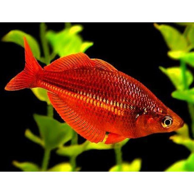 ikan rainbow merah