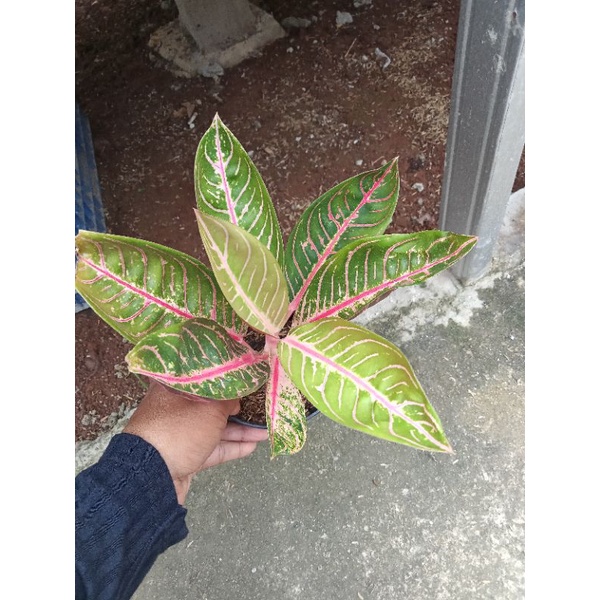 Aglonema Red Sumatra dewasa
