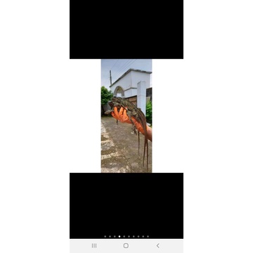 Soalayar Babyup-SoaJuveAwal-SoaJuveAkhir-SoaAdult(Dewasa)-SoaJumbo