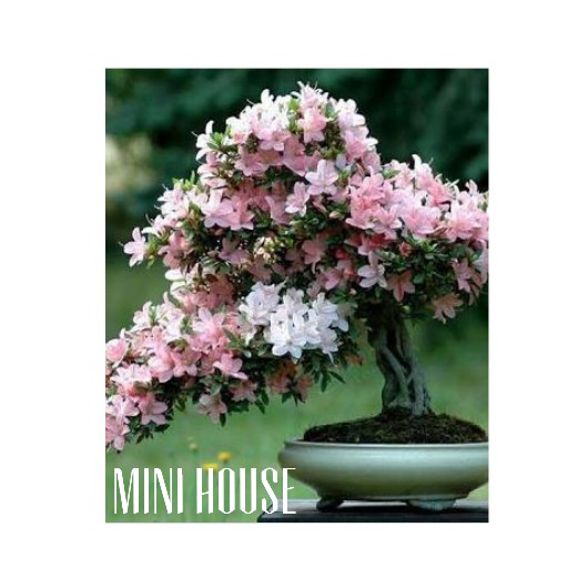 BIBIT BIJI BENIH POHON BONSAI SAKURA