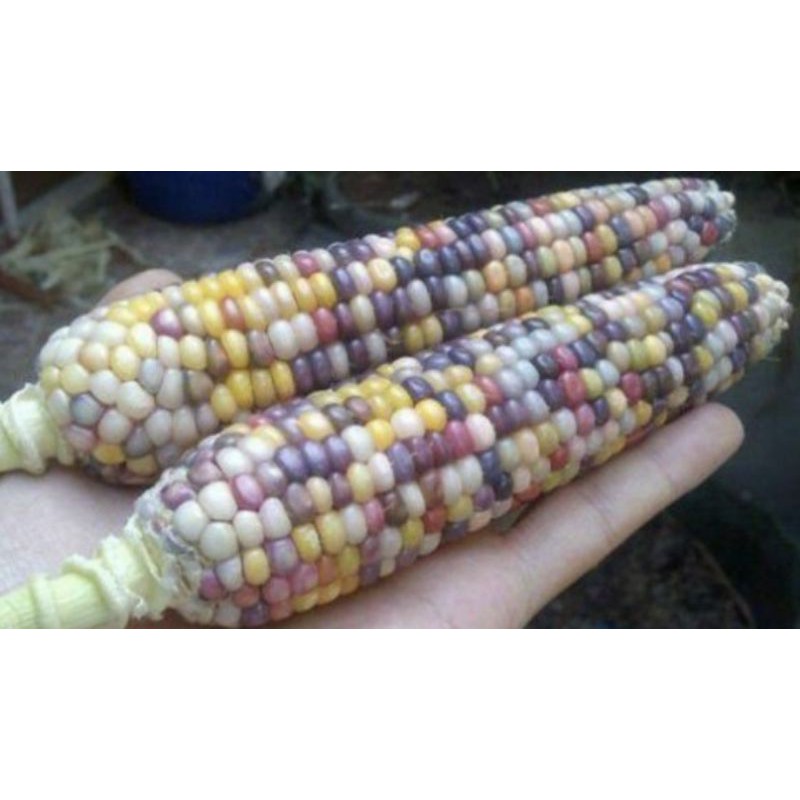 3 biji benih JAGUNG PELANGI JUTAWAN F1 / jagung rainbow bibit tanaman