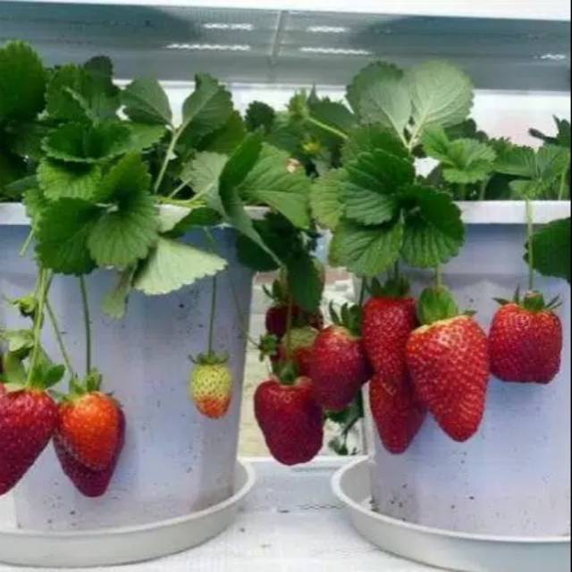 TANAMAN STRAWBERY AUSTRALIA BERBUAH DAN BERBUNGA TANAMAN BUAH BESAR DAN MANIS TANAMAN HIAS TANAMAN HIDUP COD BAYAR DI TEMPAT