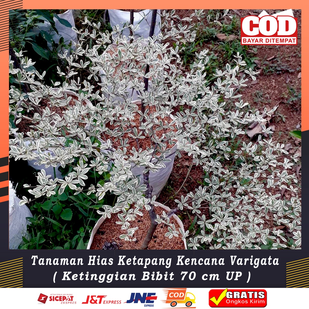 Tanaman Hias KETAPANG KENCANA VARIEGATA  Besar Ketinggian 70-100 cm BERGARANSI