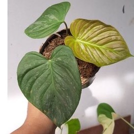 Philodendron Majestic