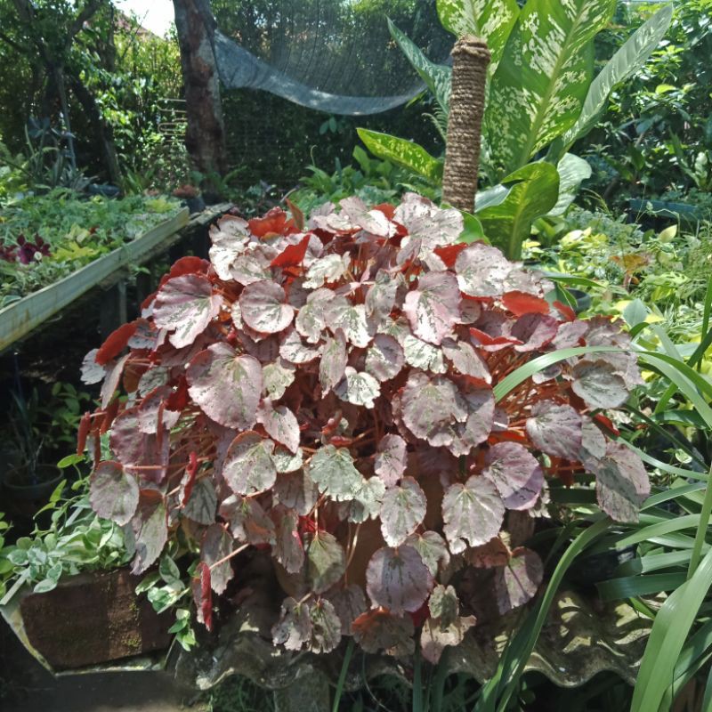 (INYONG PLANT) Tanaman Hias Begonia Merah Pink/Begonia Martin Mistery/Begonia Gantung