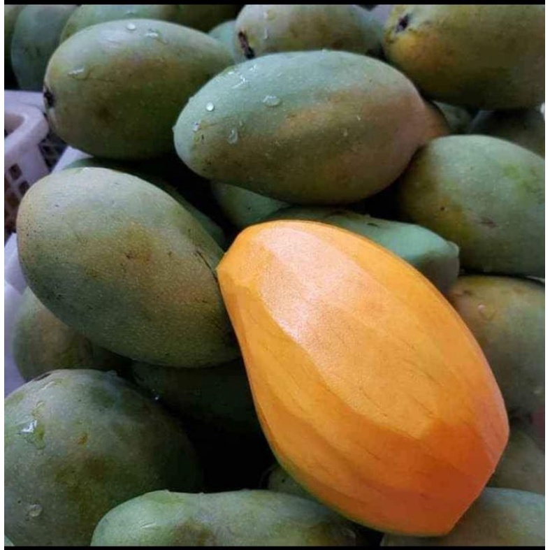 

mangga