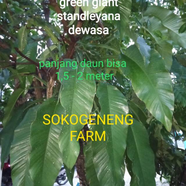 paket 2 philodendron monstera standleyana hijau jumbo philo langka