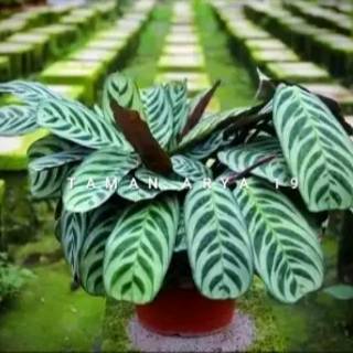 Tanaman hias calathea stromata calathea sepat Shopee Tanaman hias calathea stromata calathea sepat Shopee