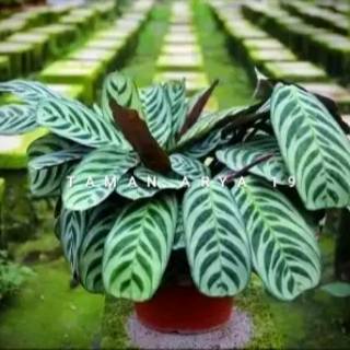 Tanaman hias calathea  stromata calathea  sepat  Shopee 