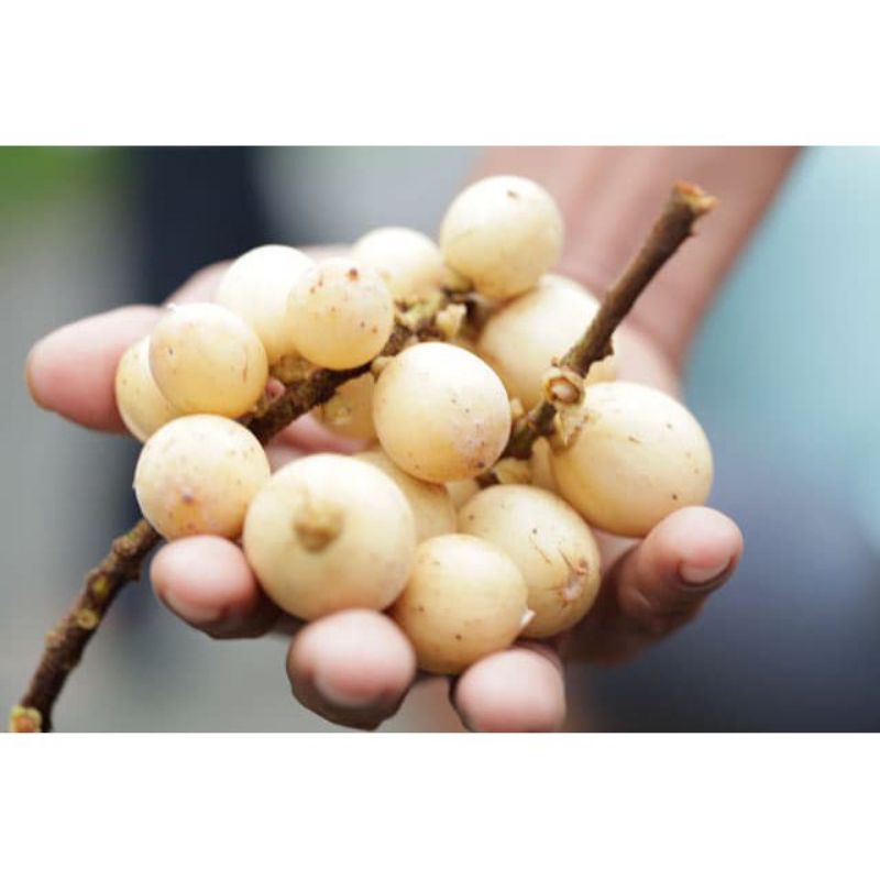 tanaman bibit buah Langsat