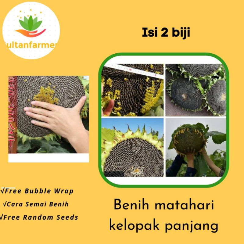 Benih Bunga Matahari Biji Panjang Kelopak Besar isi 2 biji