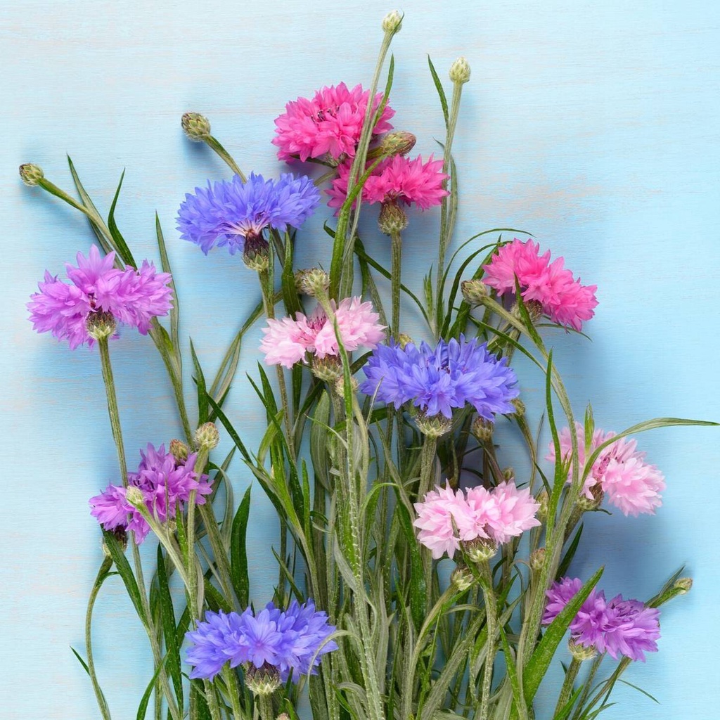 Benih Bibit Biji - Bunga Cornflower Polka Dot Mix (Centaurea cyanus) Flower Seeds - IMPORT