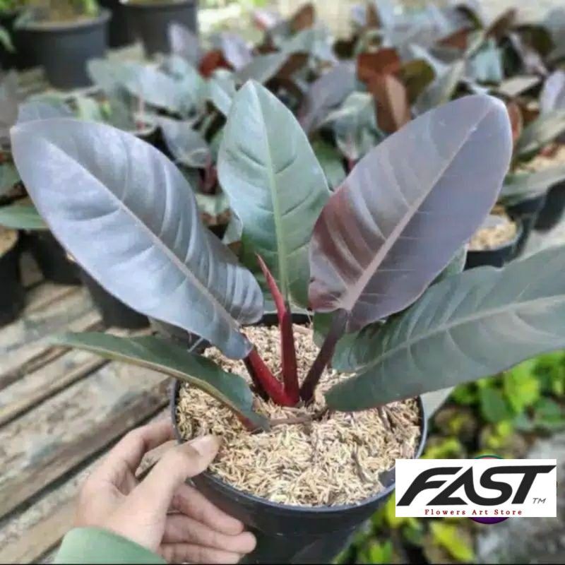 Tanaman Hias Philodenron Black Cardinal / Tanaman Hias Black Cardinal Asli