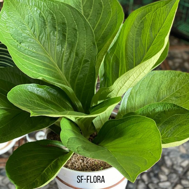 Tanaman hias anthurium jemani cobra catalog Anthurium jemani cobra catalog roset