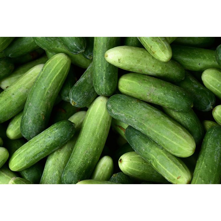 Timun Lokal Segar 500kg - 1kg | Fresh Local Cucumber