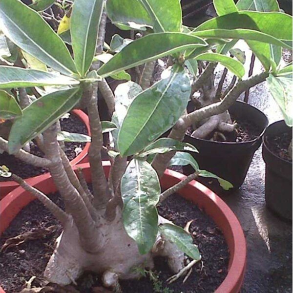 Benih Biji Bibit Adenium Arabicum Yak Yaman Tanaman Hias Bonsai Import
