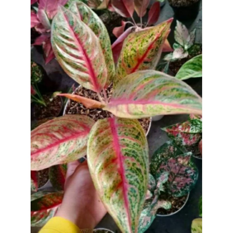 AGLONEMA LEGACY TULANG MERAH