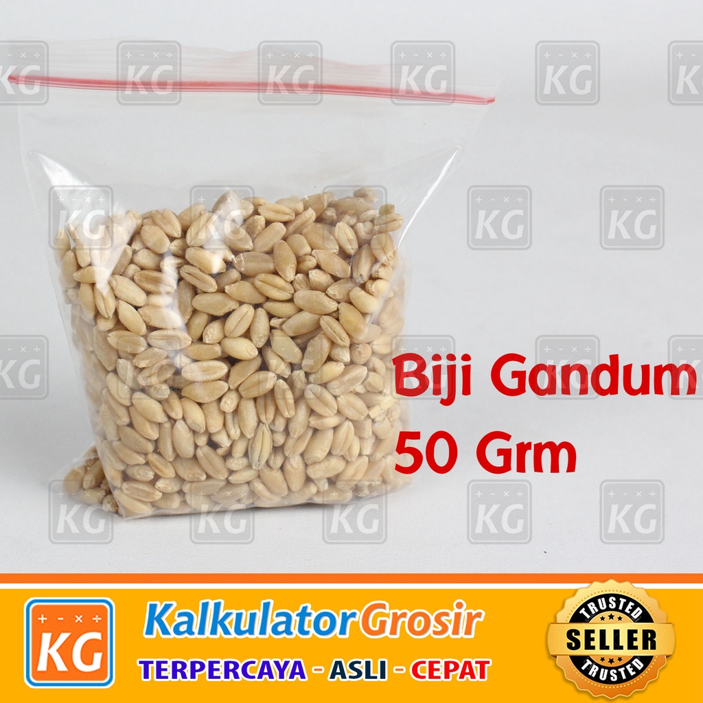 50g Benih Biji Rumput Kucing Wheat Grass Gandum Makanan Kucing 50 Gram Wheat Seed