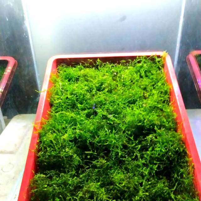 Moss Java per nampan