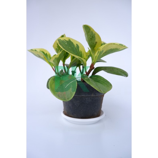 Peperomia obtusifolia variegata - Tanaman paperomia obtusifolia - BAKUL KEMBANG