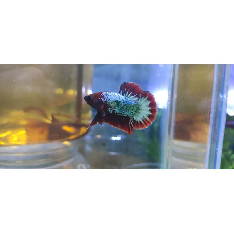 Cupang FCCP ws red head thai