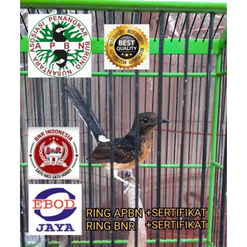 MURAI FIGHTER RING APBN RING BNR RESMI BODY BIG EKOR PANJANG TRAHAN