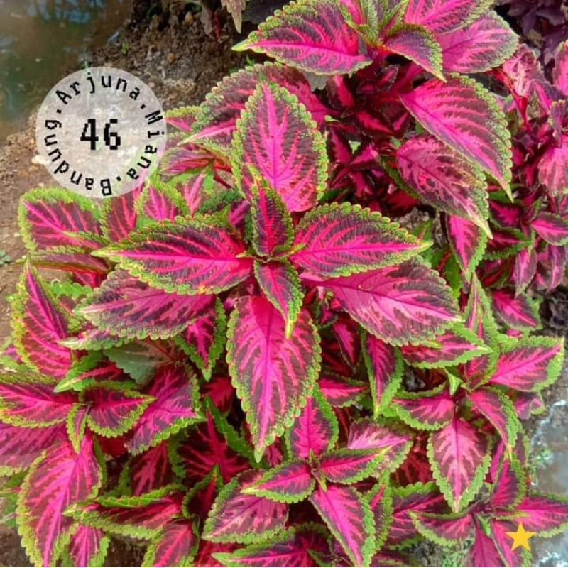 miana kode 46 / Arjuna Miana Bandung