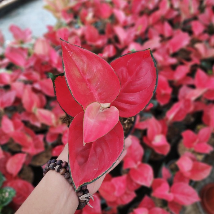 Aglonema Suksom jaipong stang pendek