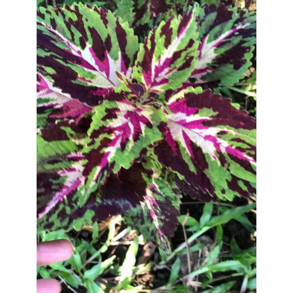 miana premium/mutasi batik Betawi